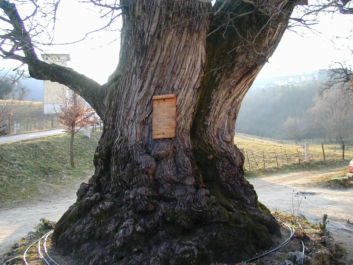One of the centuries-old chestnut trees next to the trattoria