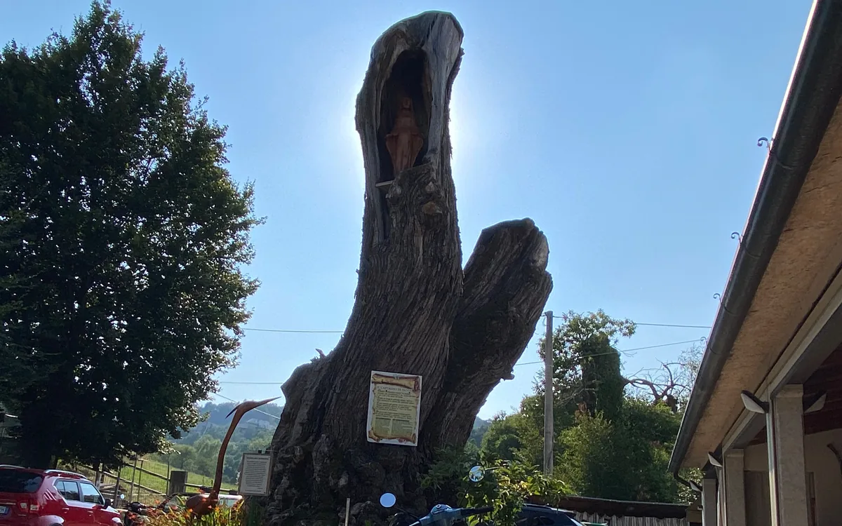 The Madonnina shrine set into the hollow of one of the centuries-old chestnut trees