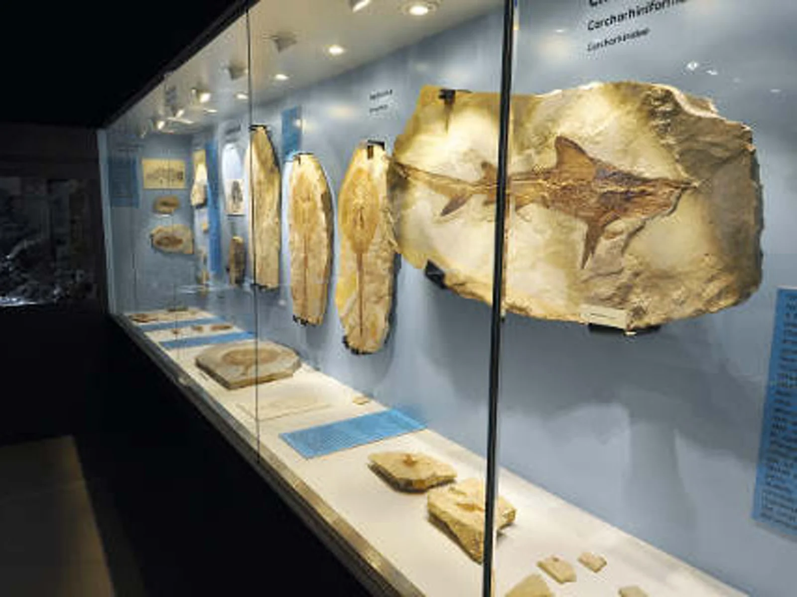 The Bolca Fossil Museum